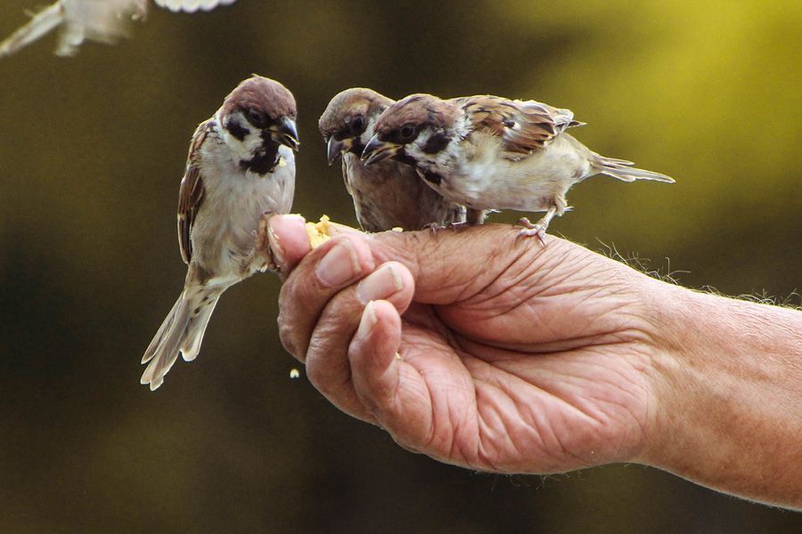 Tuinvogels zitten op een hand, op zoek naar eten