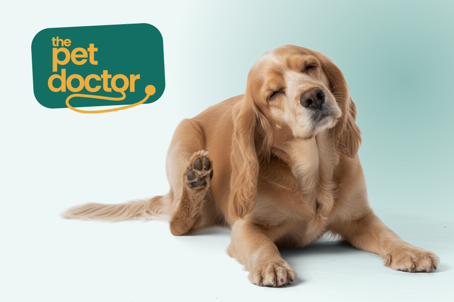 Hond heeft last van oren door het vochtige herfstweer