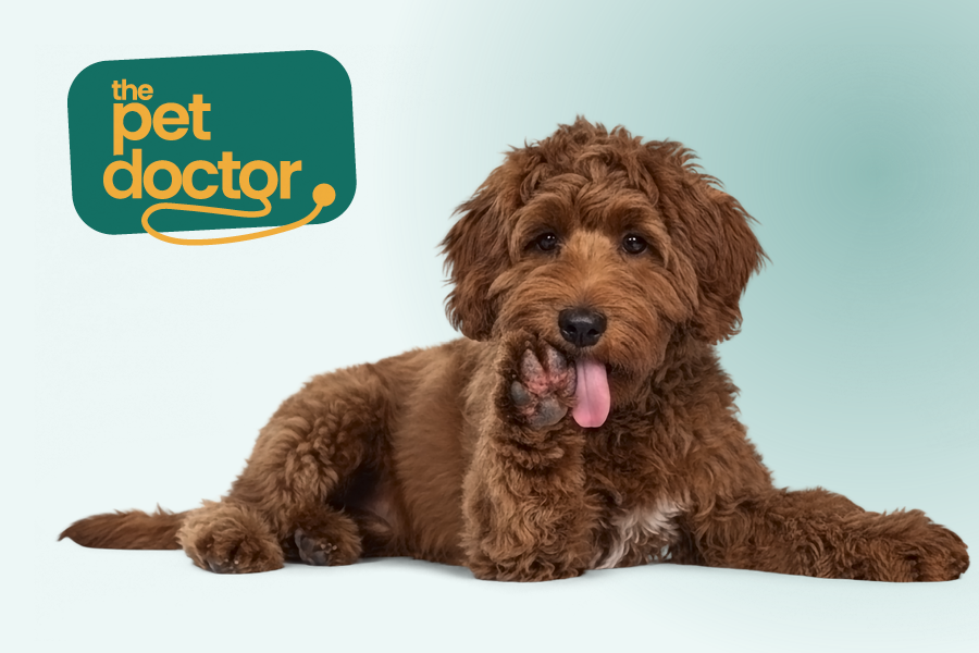 Hond met huidinfectie aan poten