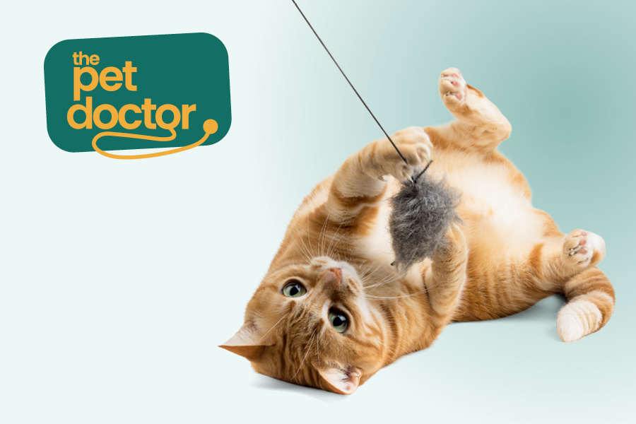 Un chaton en pleine activité grâce à un jouet choisi pour sa sécurité.