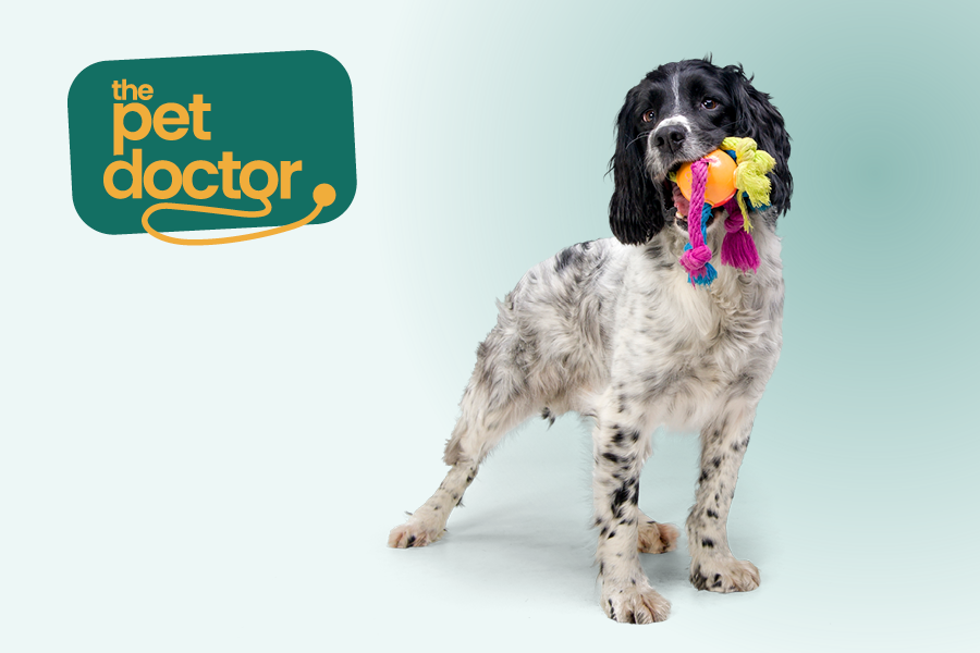 chien avec un jouet, prêt à jouer