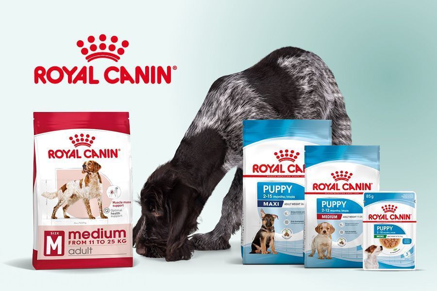 Chien adulte prêt à passer de l’alimentation Royal Canin Puppy à l’alimentation Adult.
