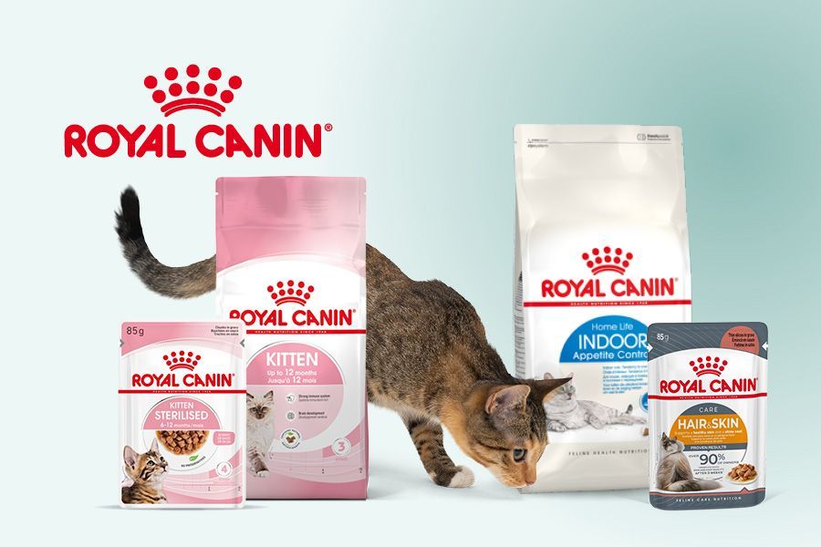 Chat adulte prêt à passer de l’alimentation Kitten à l’alimentation Adult.