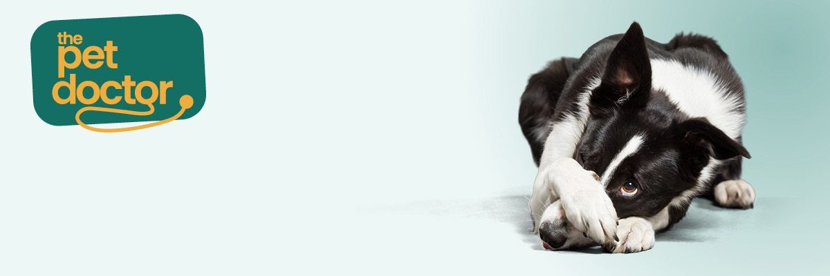 Hond heeft bang van het vuurwerk tijdens de feestdagen