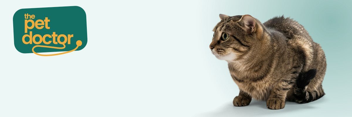 préparer mon chat à passer les fêtes sans stress