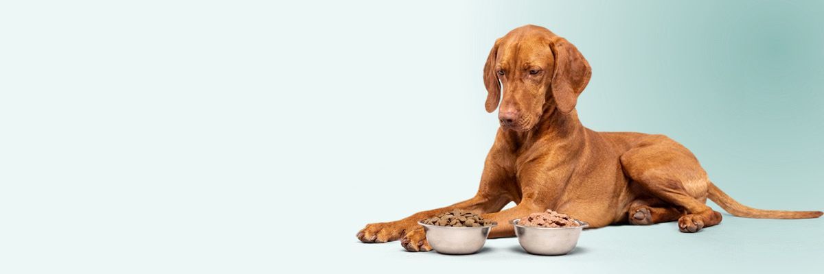 Chien bénéficiant d’une alimentation mixte : pâtée et croquettes