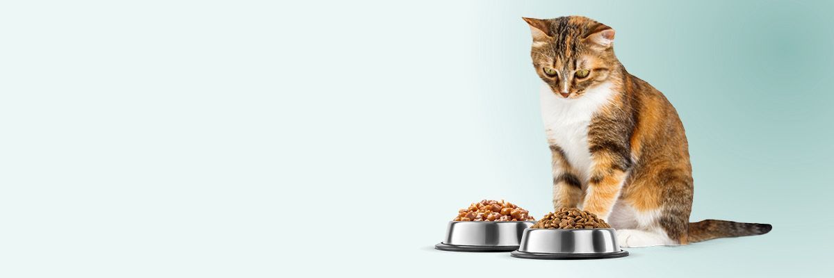 Chat mangeant à la fois pâtée et croquettes