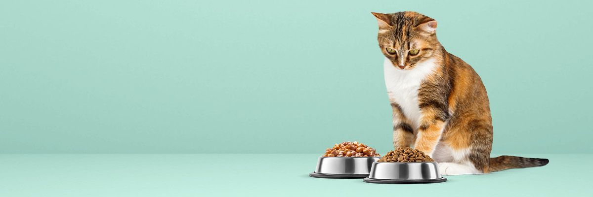 Kat eet mixed feeding door nat- en droogvoer te combineren