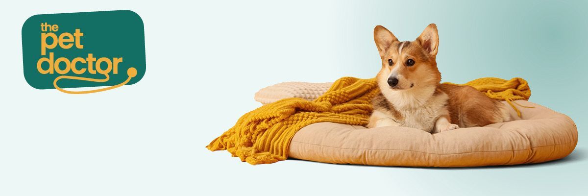 Hoe voorzie ik een warm plekje voor mijn hond in de winter?