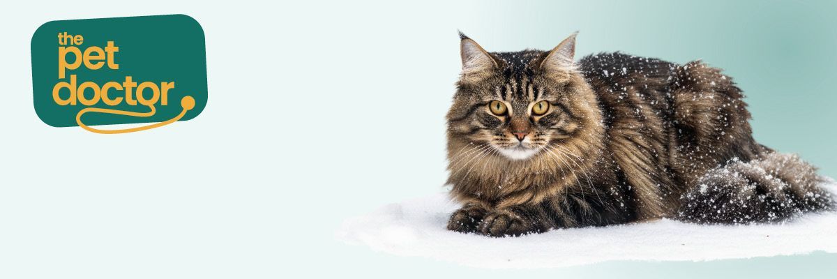 Veilig op pad: katten en winterweer