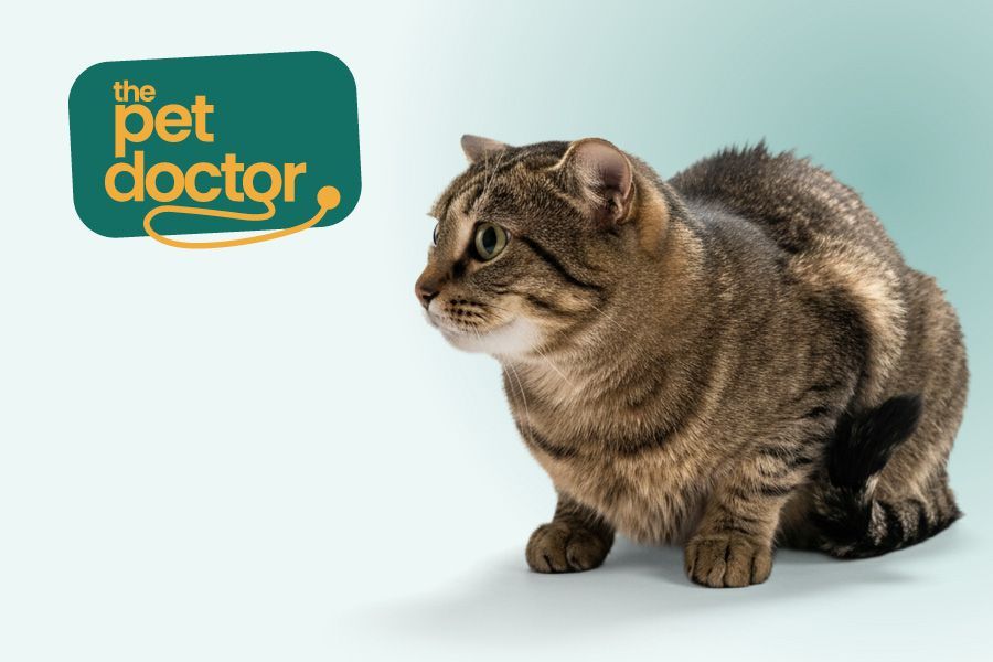 Bange kat heeft geen zin in de feestdagen