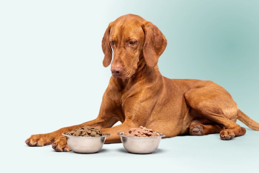 Hond krijgt mixed feeding dus nat en droogvoer