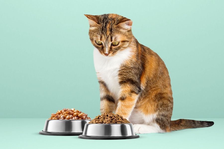 Le chat mange de mani&egrave;re mixte en combinant des aliments humides et secs.