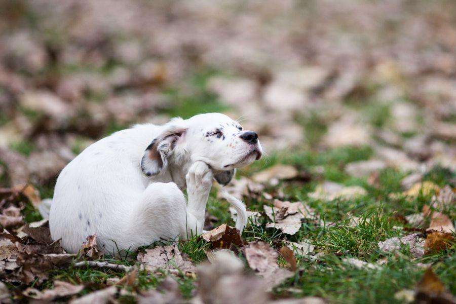 Vlooienallergie bij hond