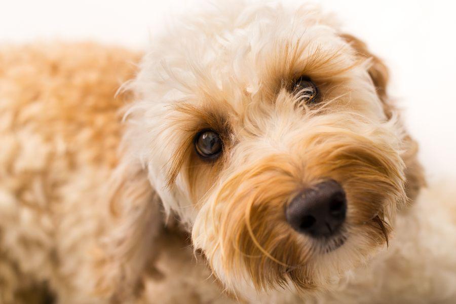 Pet Doctor - proteger des vers