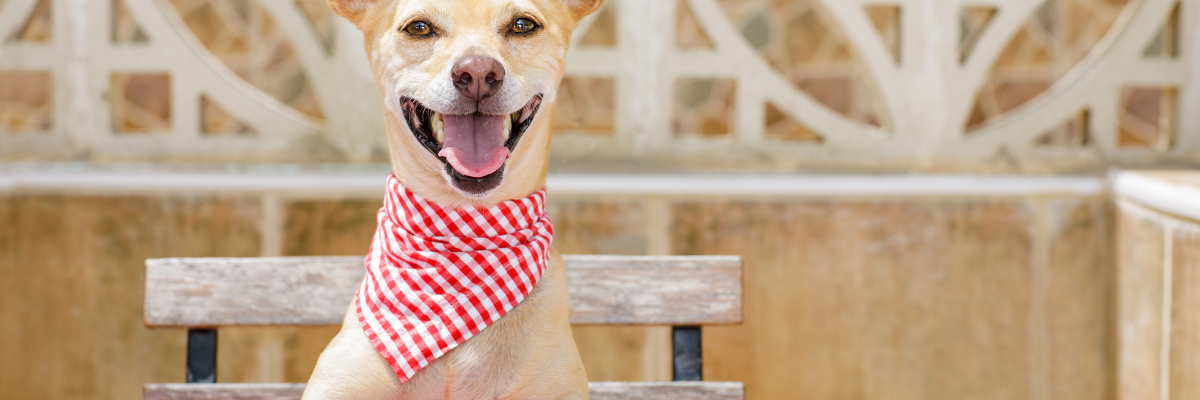 L'alimentation qui améliore l'état du pelage de votre chien