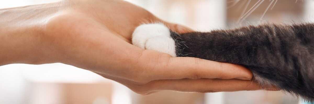 Echinococcose du chat : quels sont les symptômes ?