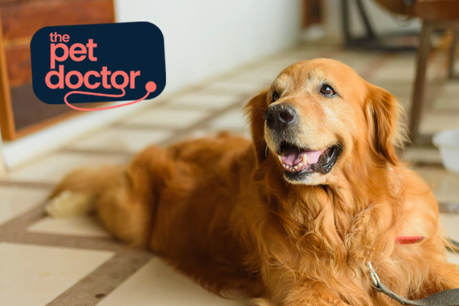 prévenir les problèmes articulaires chez mon chien