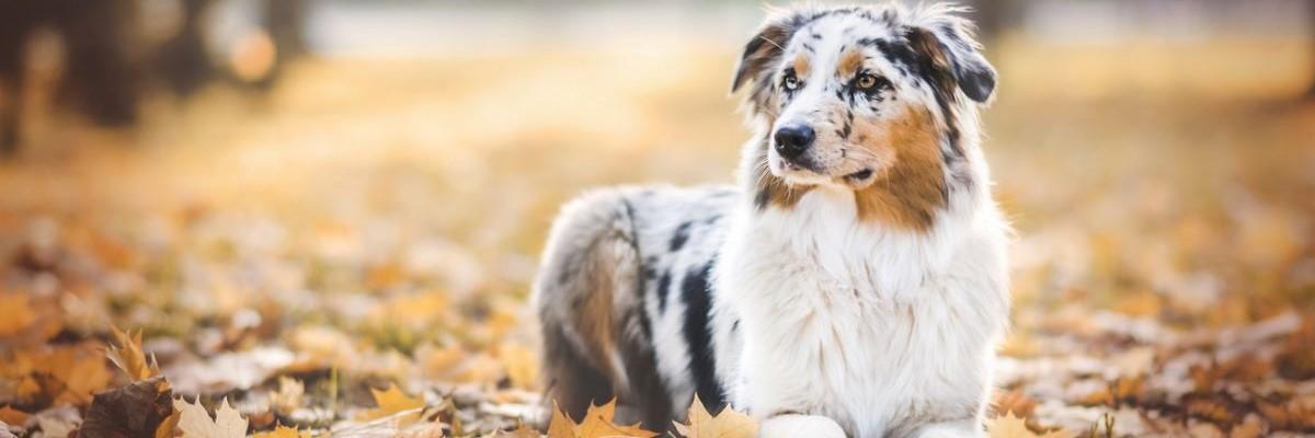 Australische herder in de natuur 