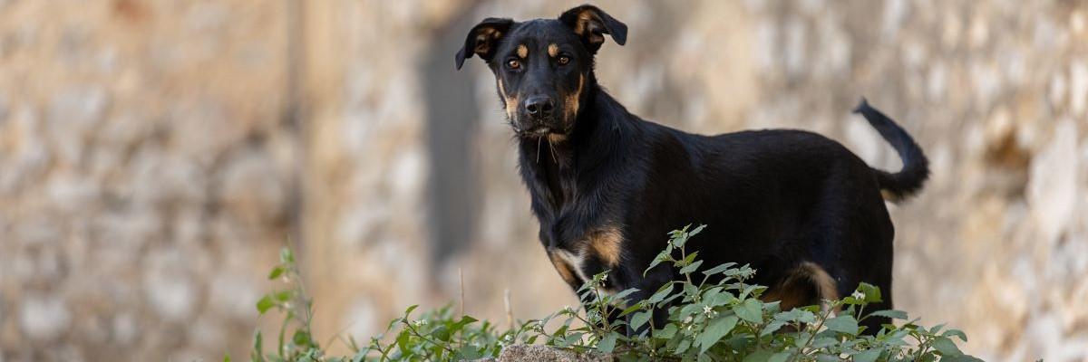 beauceron in de tuin