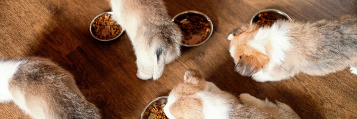 Quelle nourriture dois-je choisir pour mon chiot ? 