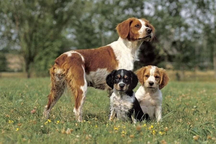 3 Bretonse spaniëls in het gras.