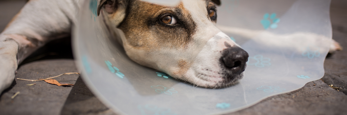 Calculs vésicaux et calculs chez le chien