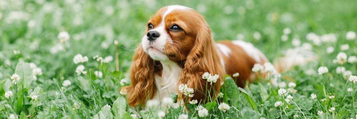 Cavalier King Charles in het gras 