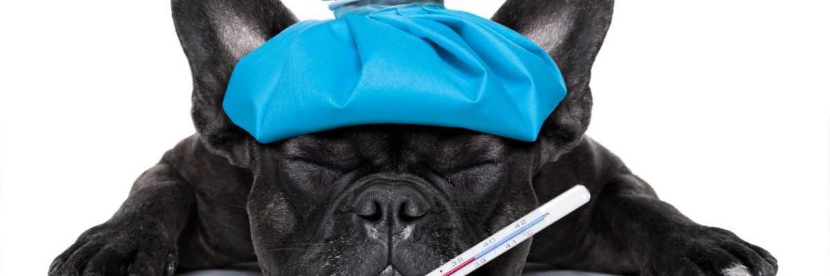 Symptômes et traitements de la maladie de Cushing chez le chien