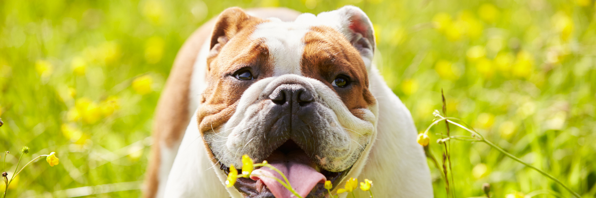L'obésité chez les chiens