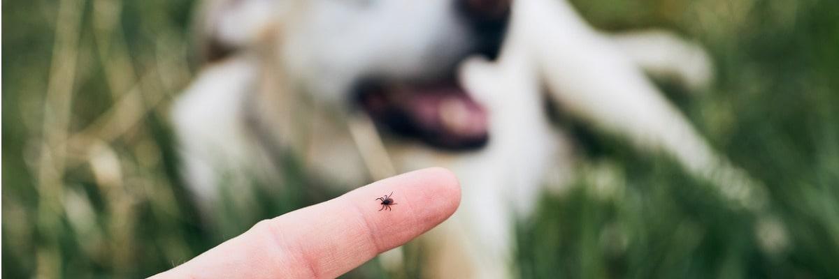 Hoe kan ik mijn hond beschermen tegen teken? 