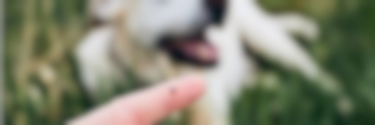 Hoe kan ik mijn hond beschermen tegen teken ?