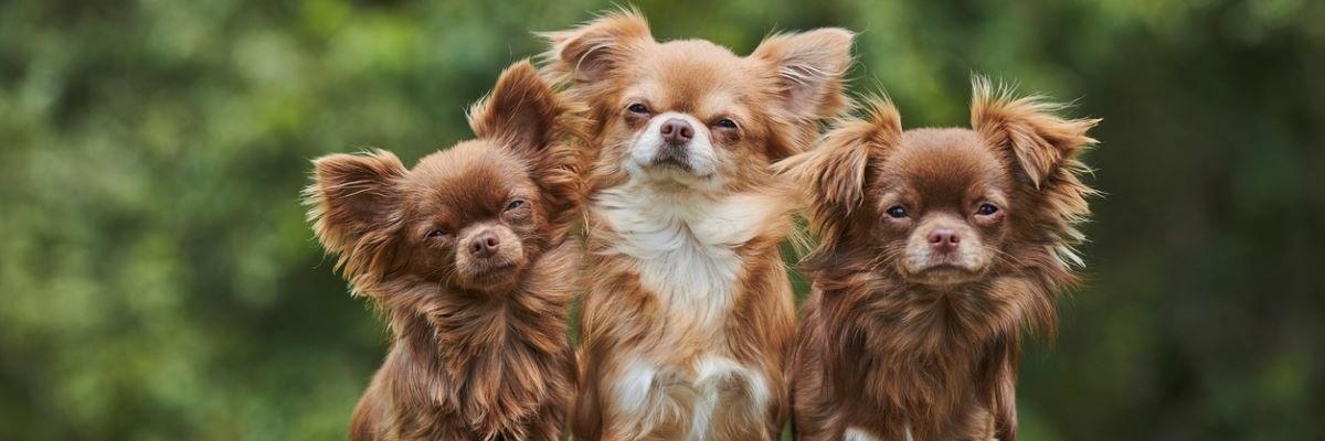 3 Chihuahua's op een bankje 