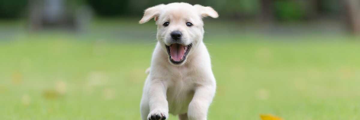 Waarom mijn puppy laten vaccineren?