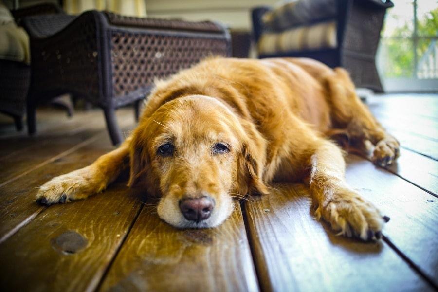 Croquettes pour chien souffrant d'arthrose
