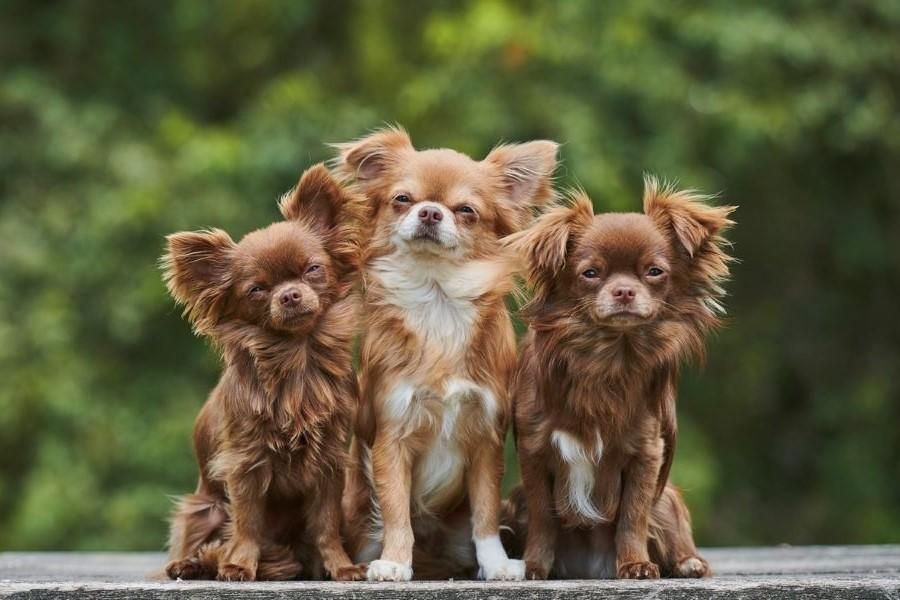 3 Chihuahua's op een bankje 