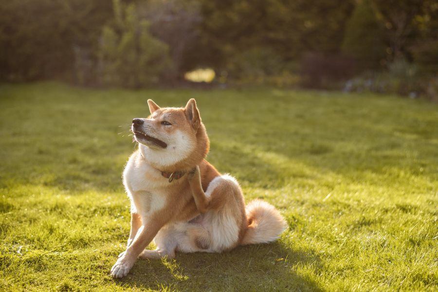 Contactallergie bij de hond 