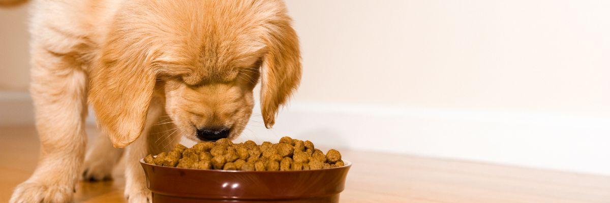 alimentation chiot