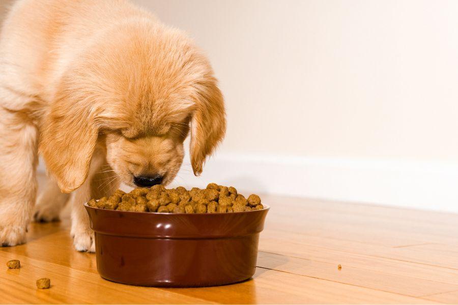 alimentation chiot