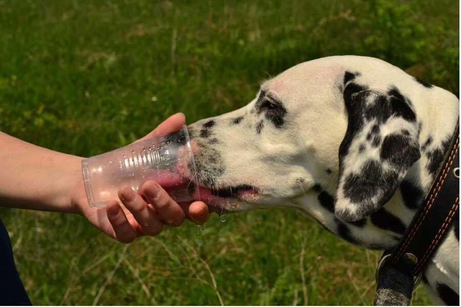 Mon chien boit beaucoup : signes et risques éventuels