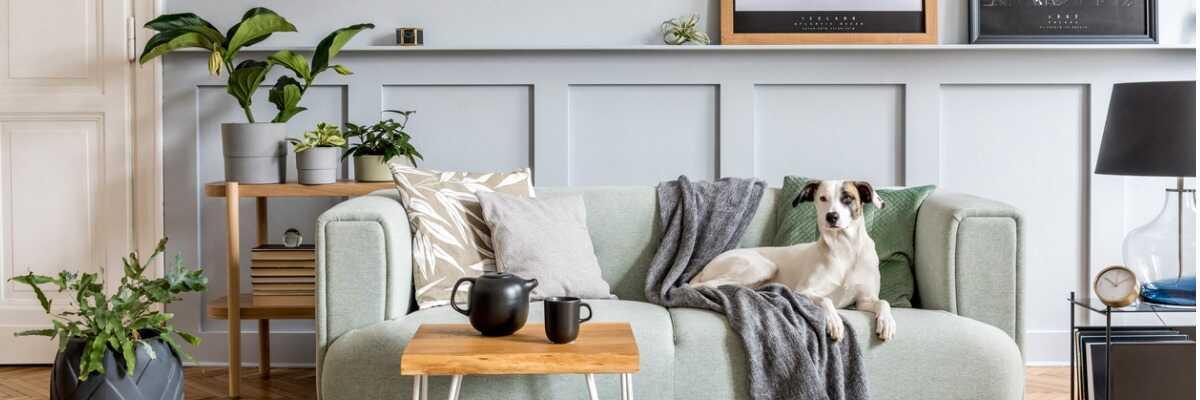 Les critères importants pour choisir un chien d’appartement