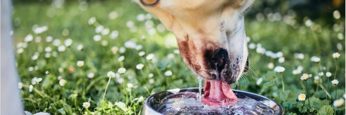Comment puis-je connaître les besoins en eau de mon chien?