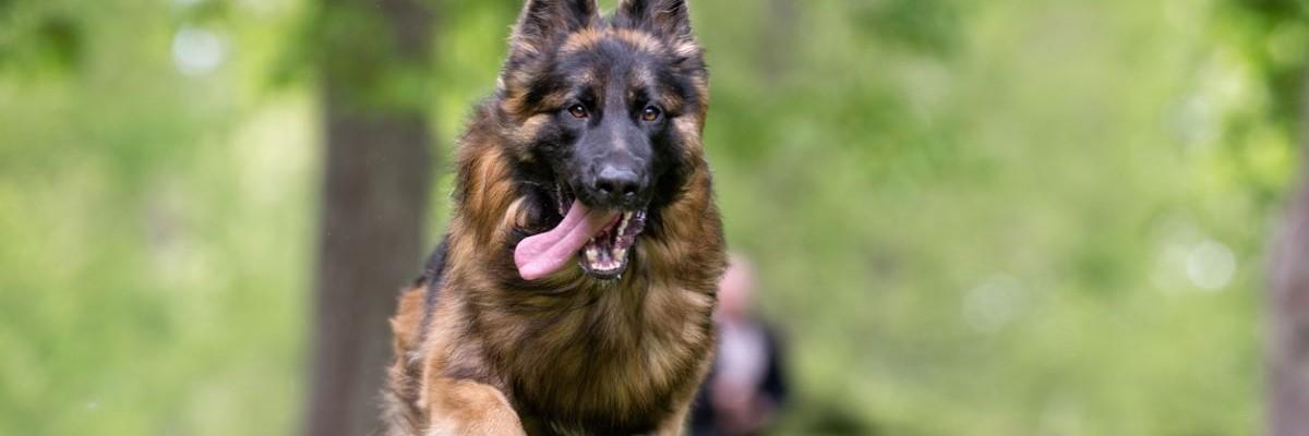 Duitse Herder aan het lopen in een bos