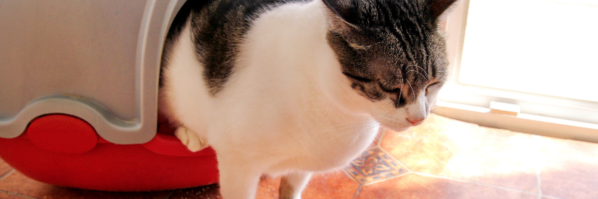 Premiers soins en cas de cystite chez le chat