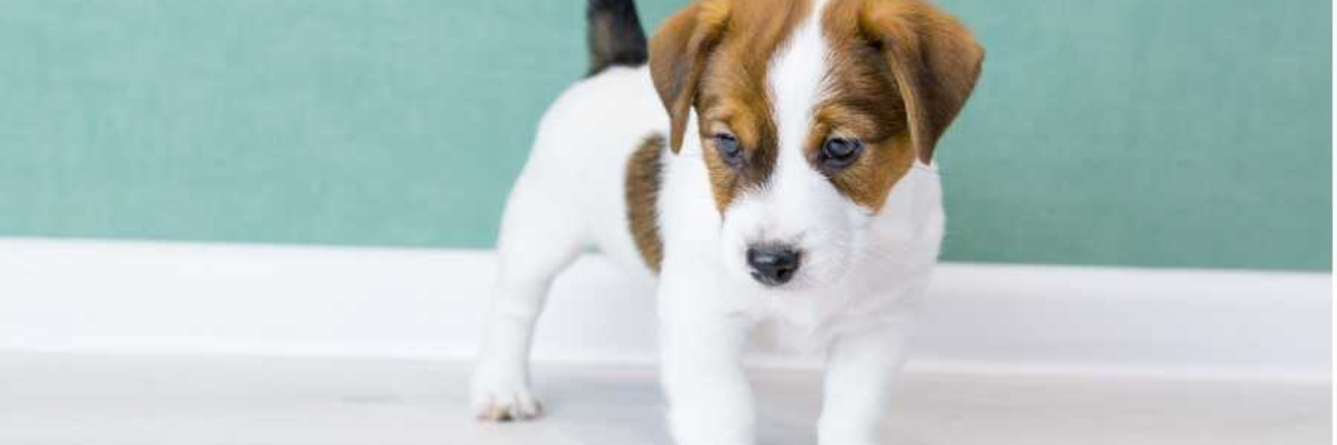 élever mon chiot