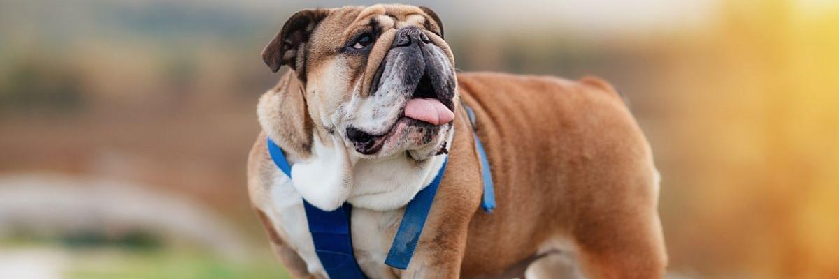 Engelse bulldog met tuigje trots op een rots