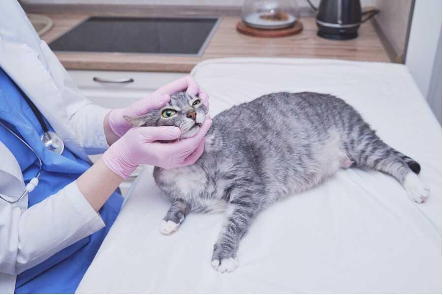 Reconnaître la conjonctivite chez son chat efficacement