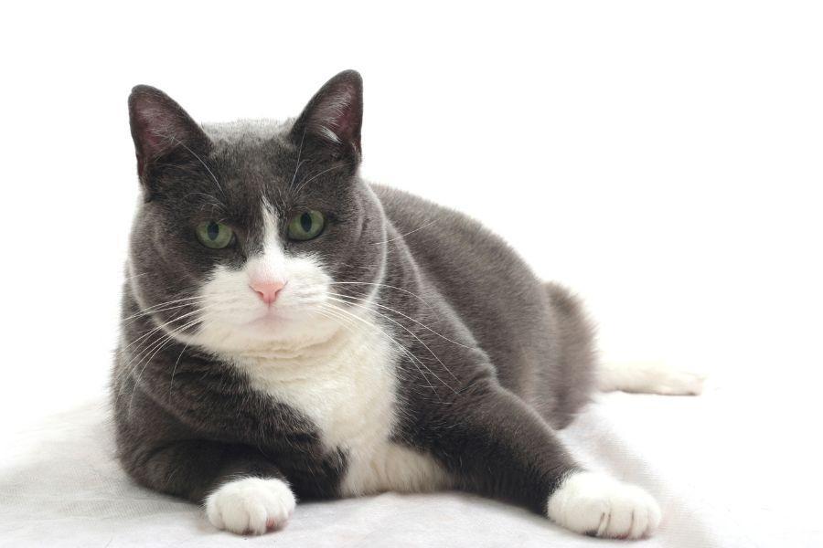 Perte de poids chez le chat : méthodes efficaces et saines