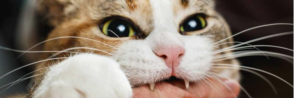 La gestion du stress chez les chats : conseils et astuces pour un  environnement équilibré