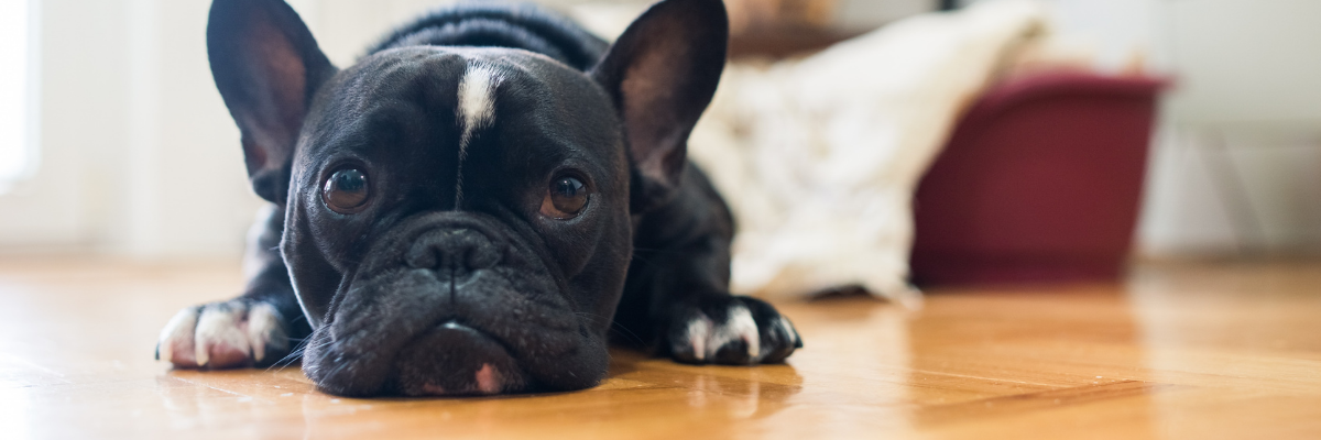 Zwarte hond ligt thuis op de grond